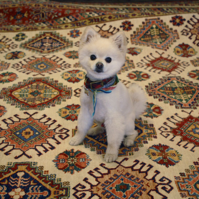 dog on rug